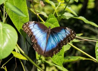 Морфо Метелик: Один з небагатьох видів, який живе до свого шуму