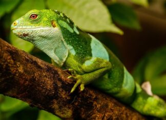 10 барвистих ящірок, які порадують любителів рептилії