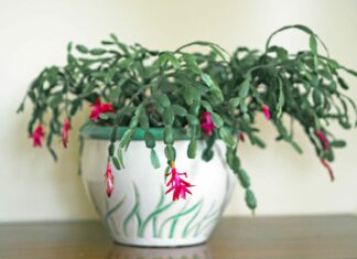 Waarom je kerstcactus bladeren laat vallen (en hoe je dit kunt repareren)