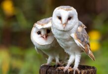 Чому сов називають «парламент»: історія цього незвичайного збірного іменника