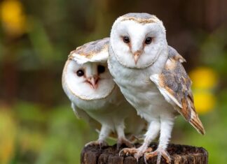 Why Owls Are Called a “Parliament”: The History Behind This Peculiar Collective Noun