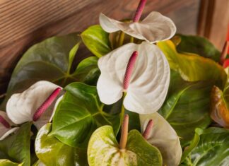 33 Tropical Flowers for the Bold (and the Slightly Clueless)