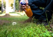 Овладение искусством борьбы с сорняками: 8 проверенных стратегий для пышного зеленого газона