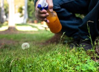 Mastering the War on Weeds: 8 Proven Strategies for a Lush, Green Lawn