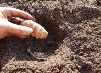 Topinambour Planter En Janvier: Gids Pratique Pour Débutants