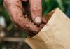 Comment faire pousser des pois mange-tout pour une récolte rapide et à haut rendement dans de petits espaces